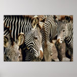 Zebra Posters