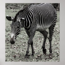 Zebra Posters