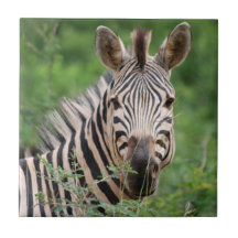Zebra profile ceramic tiles