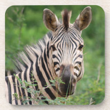 Zebra profile drink coaster