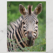 Zebra profile flyer design