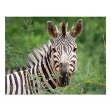 Zebra profile invitations