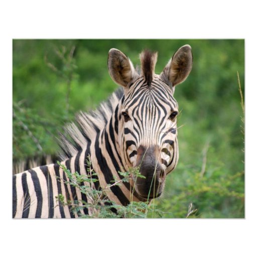 Zebra profile invitations