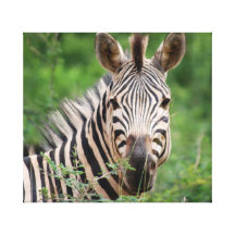 Zebra profile stretched canvas prints
