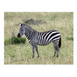 zebra proud post cards