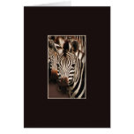 Zebra safari greeting cards