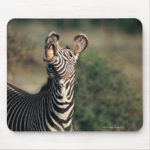 Zebra showing teeth (Equus burchelli) Mousepad