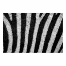 Zebra Skin Cut Outs