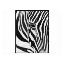 Zebra Stare Post Cards