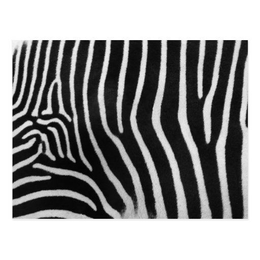 Zebra Stripe Pattern Postcard