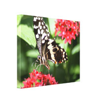 Zebra Striped Butterfly Canvas Prints