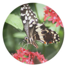 Zebra Striped Butterfly Plate
