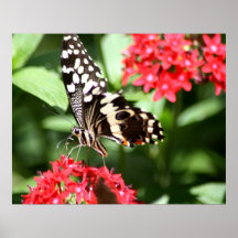 Zebra Striped Butterfly Poster