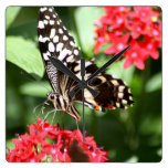 Zebra Striped Butterfly Wall Clock