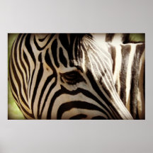 Zebra Stripes Closeup Poster