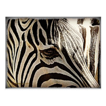 Zebra "Stripes" Postcard