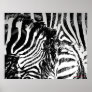 zebra stripes print