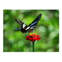 Zebra Swallowtail Butterfly on Red Zinnia Postcard
