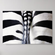 Zebra Tail Closeup Posters