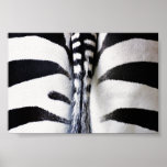 Zebra Tail Closeup Posters