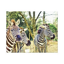 Zebra Trio Canvas Stretched Canvas Print