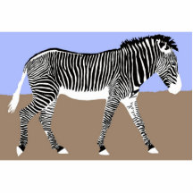 zebra walking photo cut out