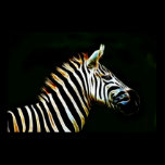 Zebra with black and white stripes in Africa posters