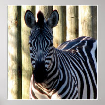 Zebra Zebra! Print