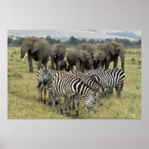 Zebras and Elephants Poster