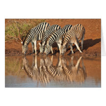 Zebras Card