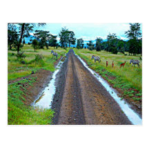 Zebras crossing a road postcards