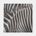 Zebras Fridge Magnet