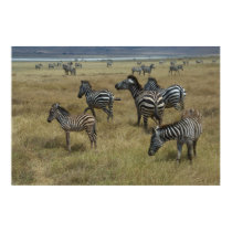 Zebras grazing posters