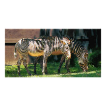 Zebras Having A Snack Customized Photo Card