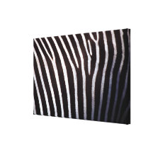 zebra's hide gallery wrapped canvas