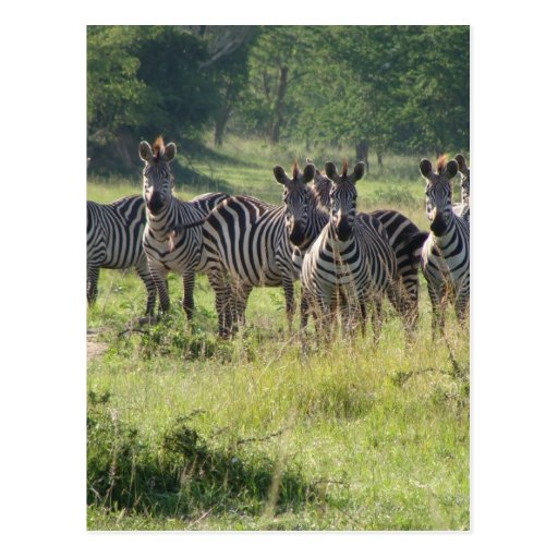 Zebras in Uganda Post Card
