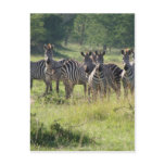 Zebras in Uganda Post Card