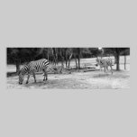Zebras Photograph posters