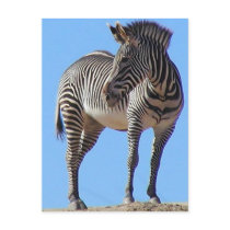 Zebras Postcards
