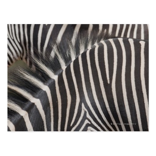 Zebras Postcard