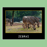 Zebras postcards