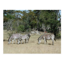 Zebras Postcards