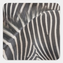 Zebras Sticker