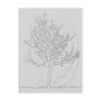 Zen Growth Post Cards