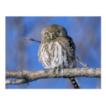 Zimbabwe. Close-up of pearl spotted owl on Post Card