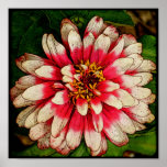 ZINNIA #2 POSTER