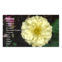 Zinnia blanc carte de visite