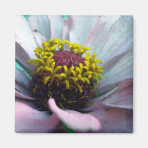 Zinnia Bloom Inside Pastel Pink Magnets