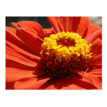 Zinnia Blossom Postcard