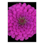 Zinnia Card